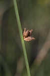 American bulrush